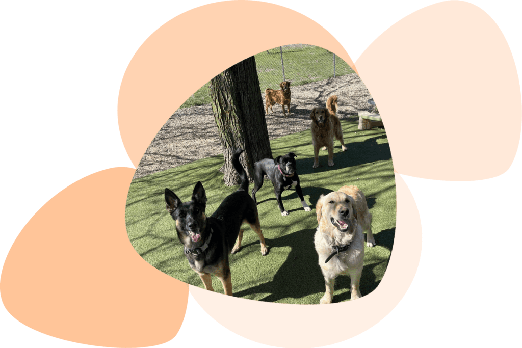 pet-services-cat-dog-boarding-in-cedar-rapids-ia